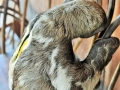 azslothchair