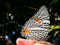 zbutterfly